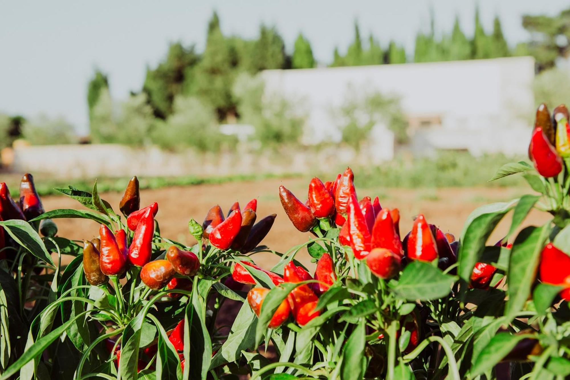 Masseria L'Uliveto Agri Resort Otranto Ngoại thất bức ảnh